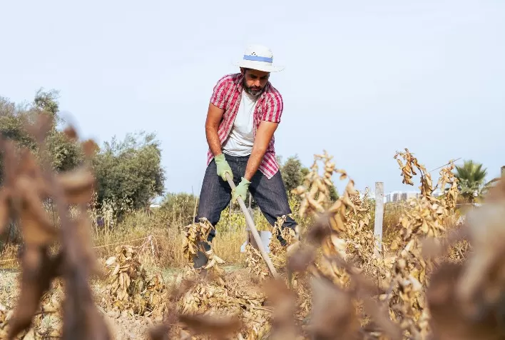 STF altera obrigação com o Funrural para compradores e cooperativas