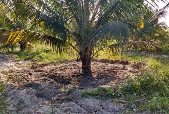 Embrapa oferta curso sobre irrigação do coqueiro-anão