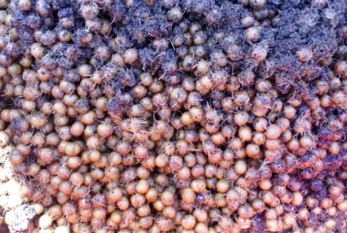 Resíduos de açaí, antes descartados viram matéria-prima