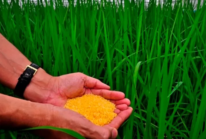 Filipinas colhem as primeiras 100 toneladas de arroz dourado