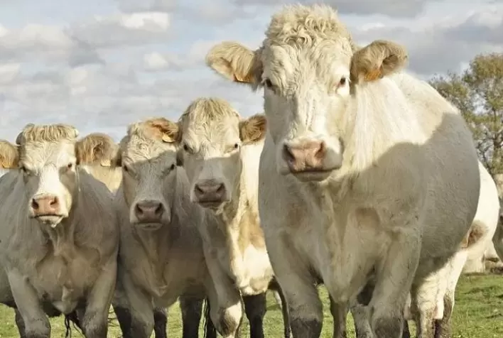 COOPAVEL: 35º Show Rural vai ter exposição e venda de bovinos, ovinos e caprinos