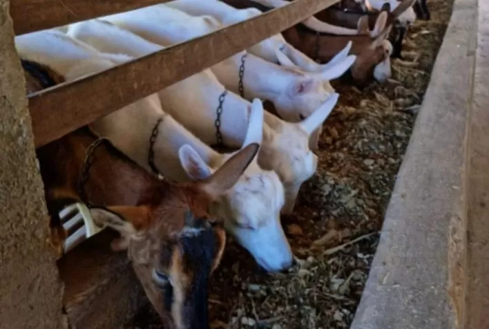 Paraíba irá produzir leite de cabra em pó
