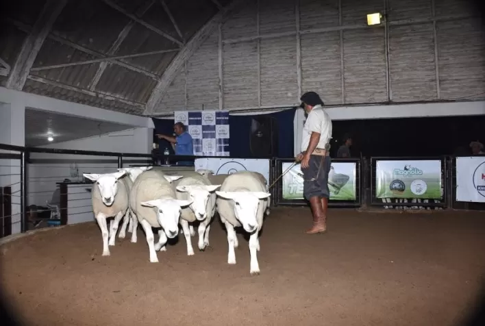 Agrovino termina com faturamento de R$ 1,15 milhão
