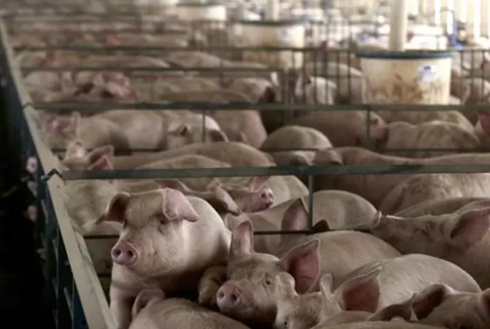 Custo de produção do suíno aumenta em quase toda a região Sul em dezembro
