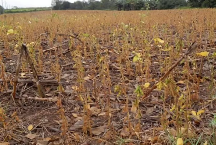 Estiagem e temporais: prejuízo na agricultura chega a R$ 33 milhões