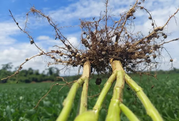 Prejuízos por fitonematoides: biodefensivos protegem lavoura e ajudam no manejo regenerativo