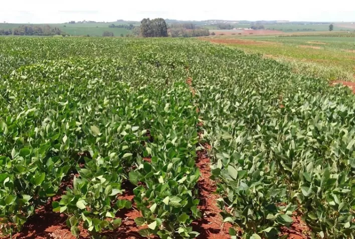 Tecnologia no campo: dicas sobre como identificar e prevenir problemas comuns em plantações de soja