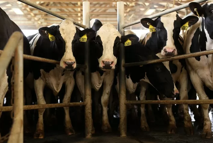 Estresse térmico afeta vacas leiteiras durante todo ano, reduzindo produtividade e longevidade, afirma doutora em nutrição de ruminantes