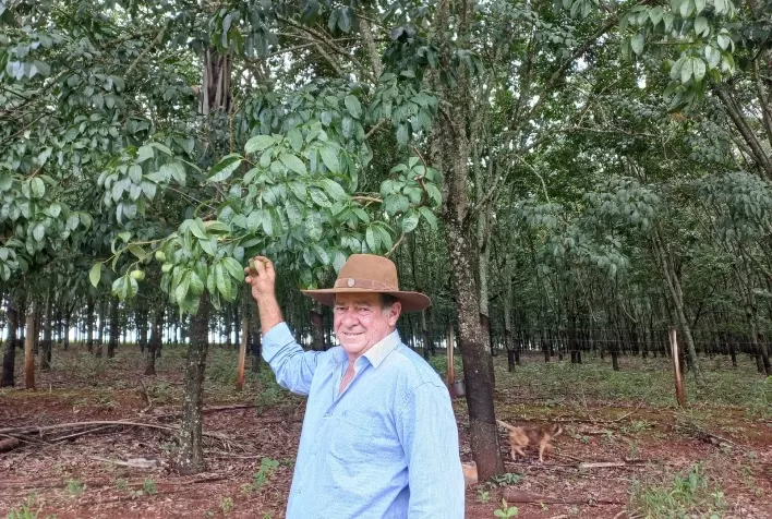 Cultivo com fertilizante sem cloro aumenta em 10% produção de seringueiras em Minas Gerais