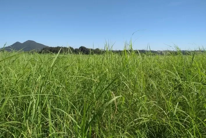 Fazenda Bomgado investe em cultivares híbridos da Barenbrug para otimizar ao máximo as janelas de produção
