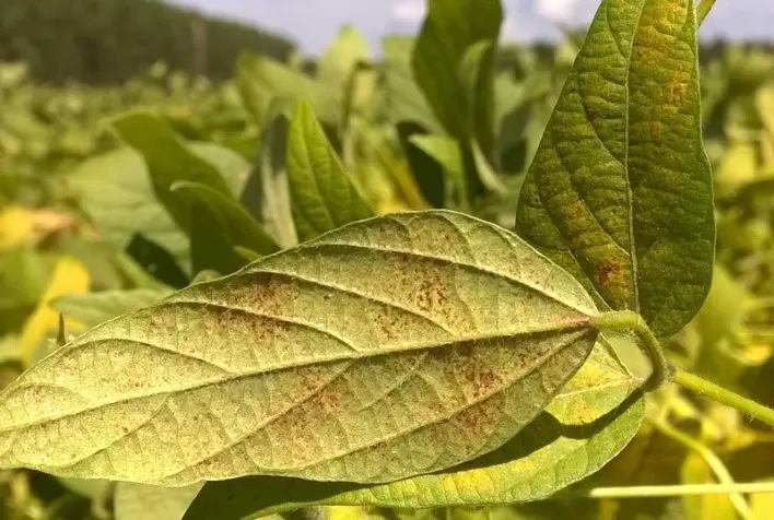 Focos de ferrugem da soja aumentam no Brasil em um índice superior a 220%, se comparado à safra anterior na mesma época