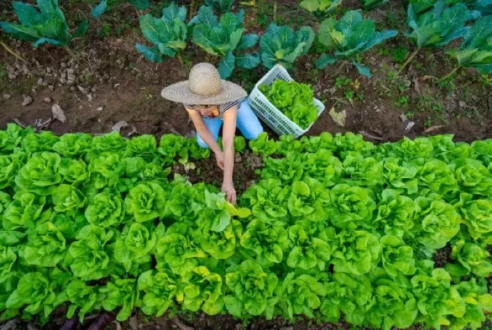 Faesc alerta produtores rurais sobre atualização das condições para inscrição no Cadastro Nacional da Agricultura Familiar