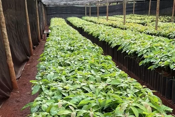 Sudoeste goiano deve se tornar referência em fruticultura
