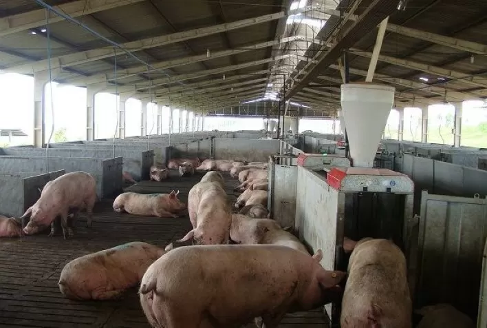 Cartaz orienta sobre coleta de amostras em suínos