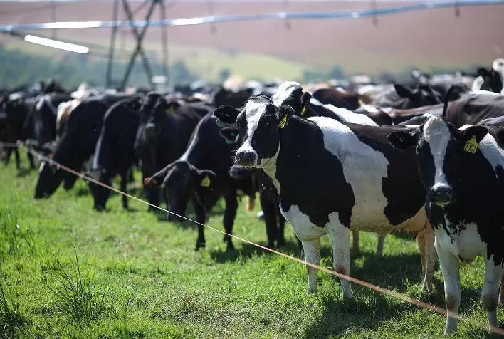 Gordura protegida e estresse térmico em vacas leiteiras