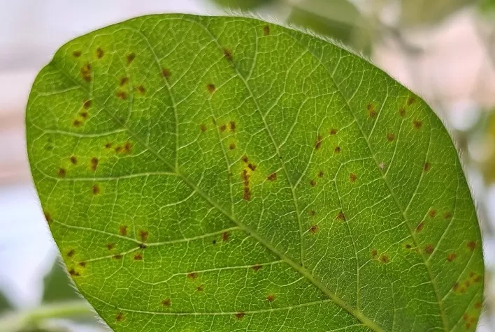 Focos de Ferrugem-asiática no Sul de Mato Grosso acendem alerta