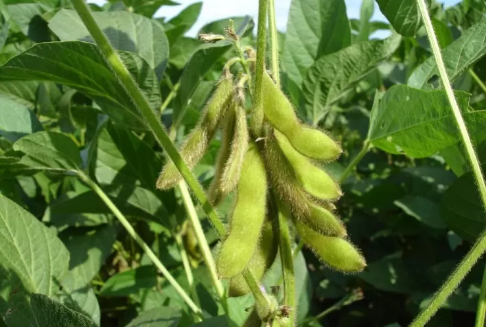 Estresses abióticos e déficit nutricional podem impedir enchimento dos grãos de soja