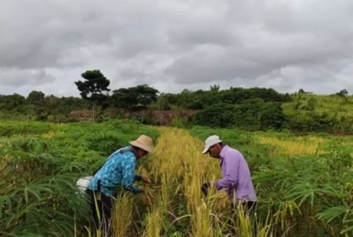 Tecnologias diversificam culturas na agricultura familiar e promovem segurança alimentar