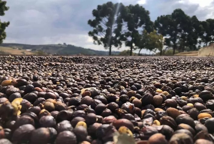 Produtora mineira conquista prêmio de melhor café especial após adotar fertilizantes biotecnológicos