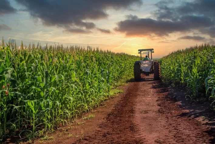 Custo de produção de milho de alta tecnologia em Mato Grosso sobe 39%, constata instituto