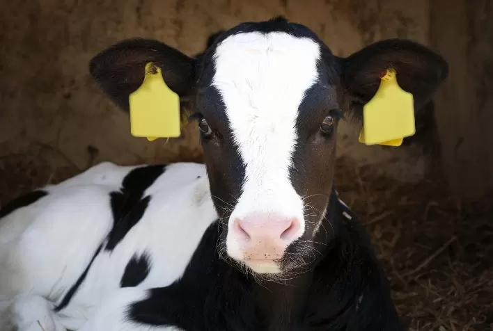 Higienização adequada das instalações é essencial para redução de diarreia nos bezerros, alerta veterinário