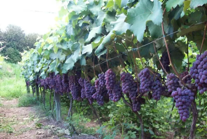 Acordo fortalece fruticultura no Vale do São Francisco