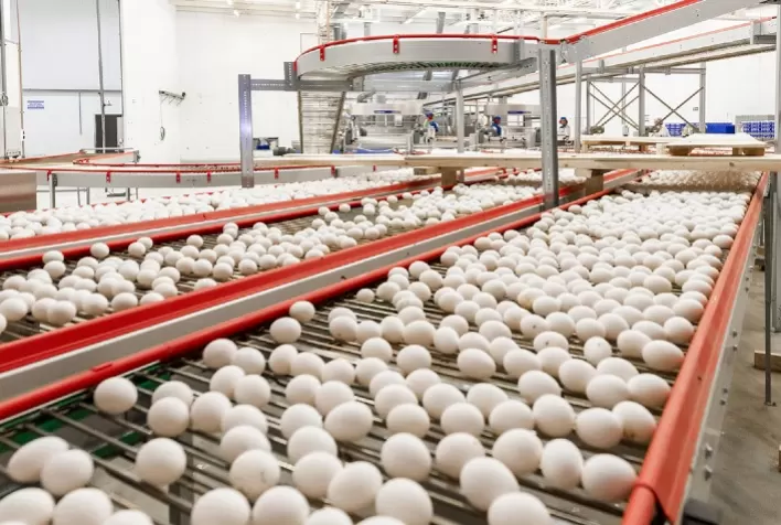 Exportação de ovos e ovoprodutos até a 3ª semana projeta queda de 11,3% em janeiro