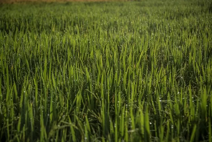 Insumos biológicos na produção de grãos serão tema na Abertura da Colheita