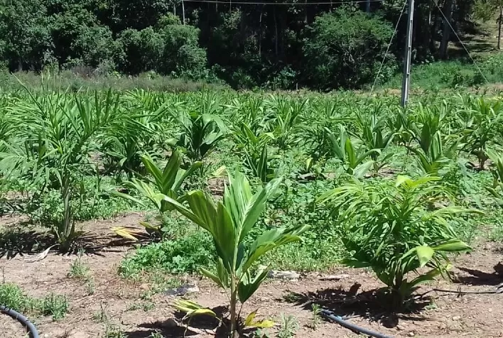 Produtor do Sul de Minas investe no palmito pupunha como alternativa de renda na região