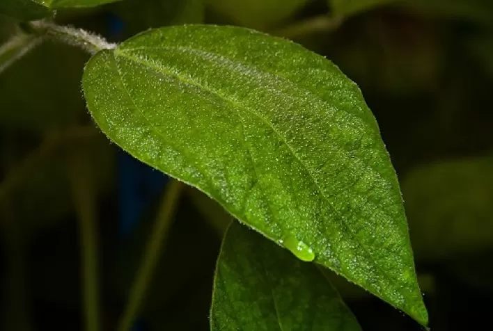 Chuva aumenta relatos da ferrugem da soja na safra 22/23