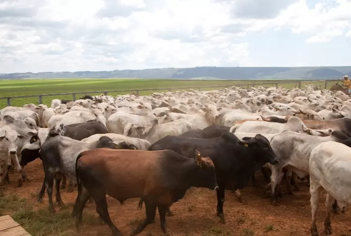 Minas Gerais supera meta de cobertura vacinal contra febre aftosa em 2022
