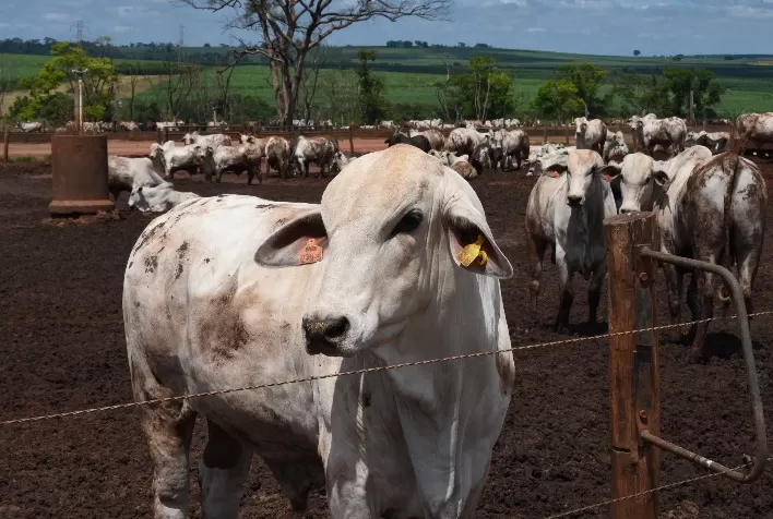 Boi vivo: demanda mais volumosa proporcionou primeiro reajuste do ano aos pecuaristas