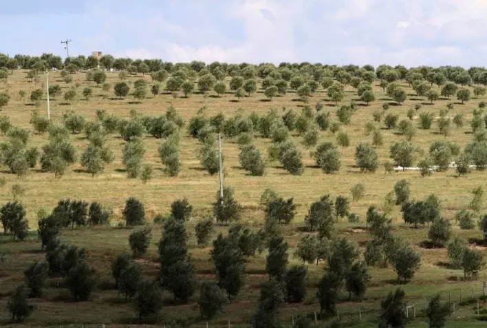 Embrapa abre terceira turma do curso on-line sobre produção integrada de oliveira
