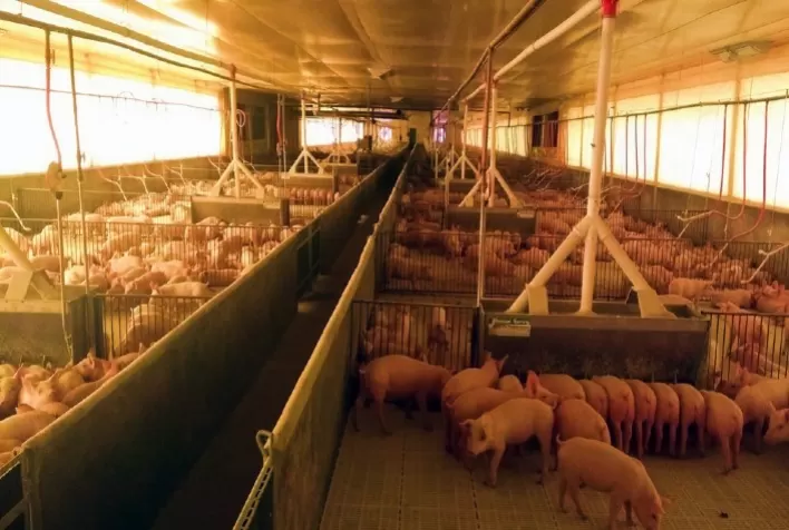 Desempenho do suíno, na granja, na 4ª semana de 2023