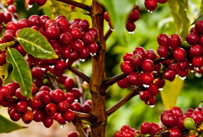 Café continua em alta, mercado é comprador, mas produtor ainda limita vendas