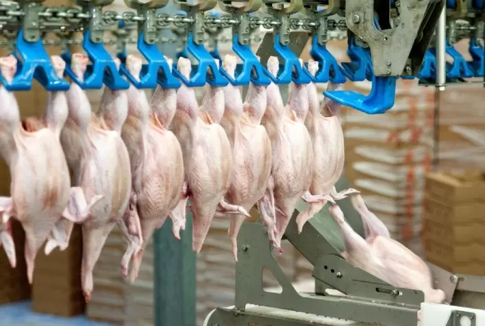Desempenho do frango abatido em janeiro de 2023