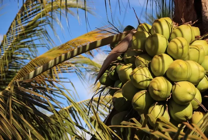 Produção de coco aumenta produtividade em 50% com sistema de irrigação