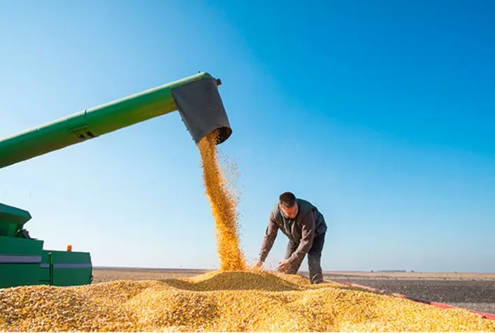 Manter o milho secando no campo gera perdas de qualidade e produtividade