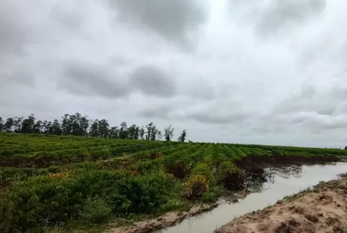 Excesso de chuva pode impactar as principais regiões produtoras