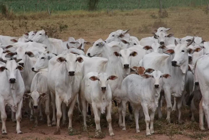 ANCP faz atualização do índice bioeconômico MGTe
