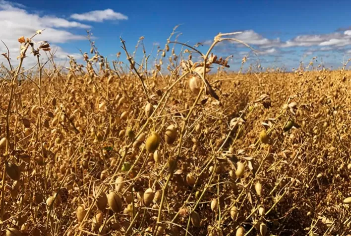 Murcha-de-esclerócio em plantas de grão-de-bico em Mato Grosso do Sul