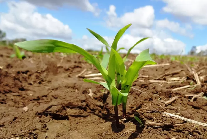 Conab indica plantio da 2ª safra 2022/23 de milho em 3,9% no Brasil