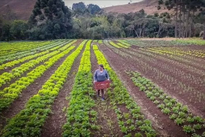 Hortifruti: Custo de produção em baixa pode ser um alento aos produtores em 2023