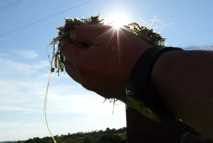 Parceria viabiliza o “Movimento + Sorgo”