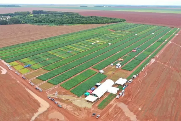 Manejo nutricional e fitossanitário aumentam a produtividade da cultura da soja