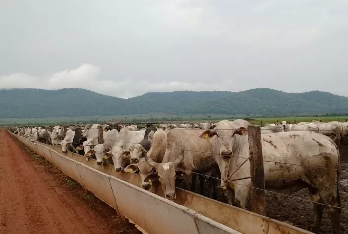Tecnologias e suplementos nutricionais de ponta marcam a participação da DSM no Show Rural Coopavel 2023