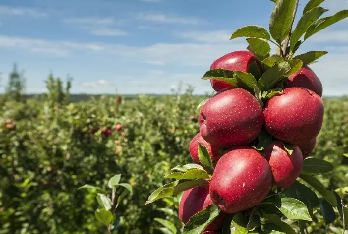 Entenda a necessidade de diversificar cultivares de maçã