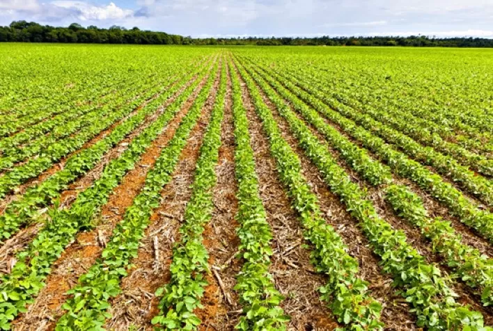 Cenários de expansão da produção de soja