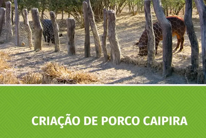 Cartilha da Emater-MG orienta sobre criação de porcos caipiras