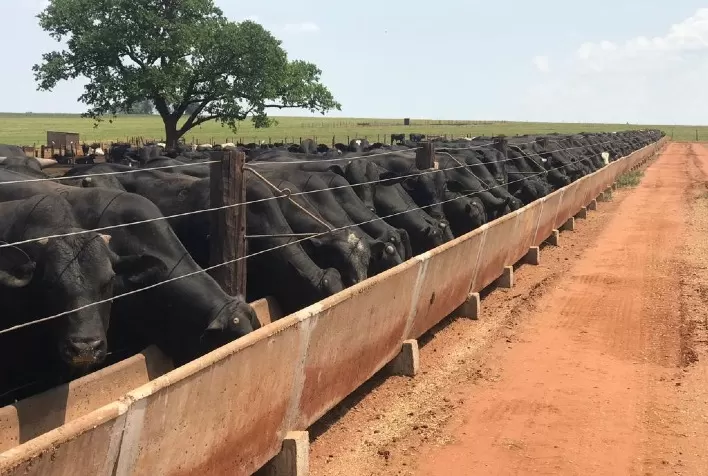 Estresse térmico afeta o bem-estar dos bovinos de corte e compromete o ganho de peso